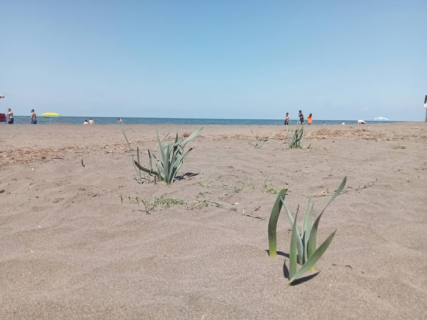 Karpaz Kum Tepeleri ve Koruma Altındaki Kum Zambakları İç Görsel 1