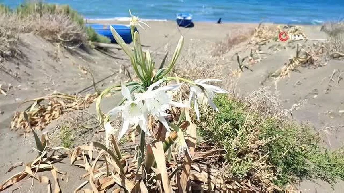Karpaz Kum Tepeleri ve Koruma Altındaki Kum Zambakları