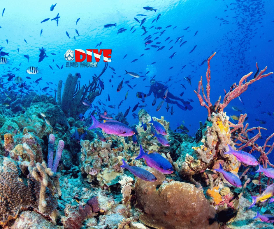 Kıbrıs Deniz Canlıları Çeşitliliği ve Balık Gözlem Noktaları İç Görsel 2