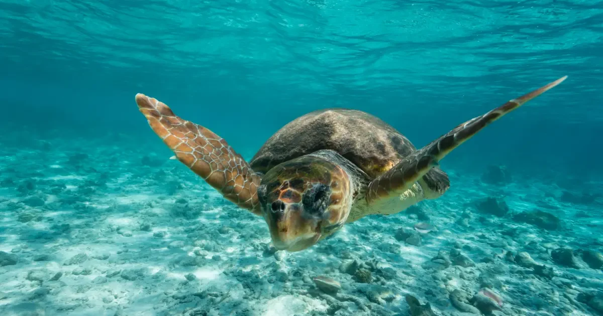 Kıbrıs Deniz Canlıları Çeşitliliği ve Balık Gözlem Noktaları