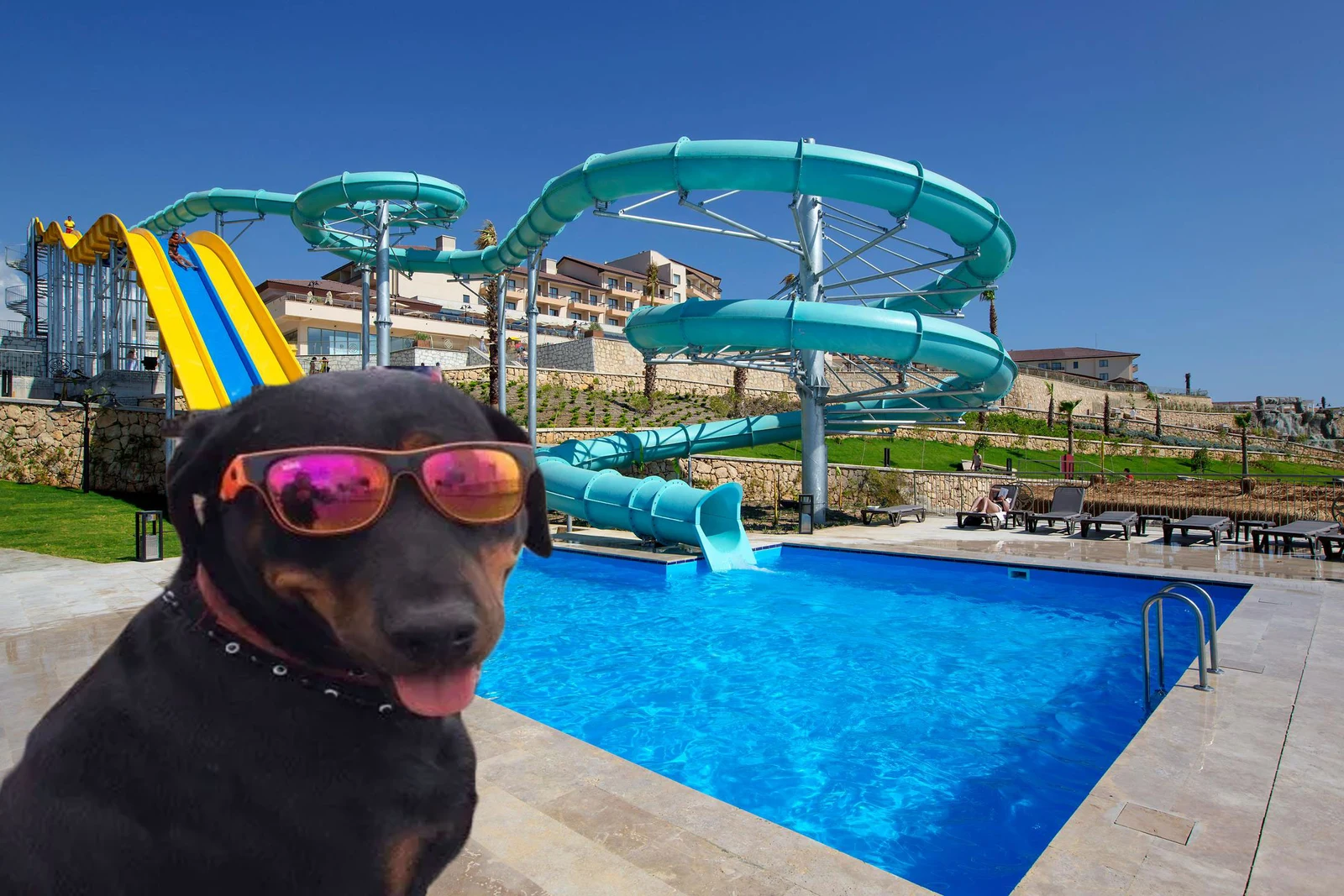 Pet Friendly Evcil Hayvan Otelleri Tesis Mimarisi ve Genel Atmosfer