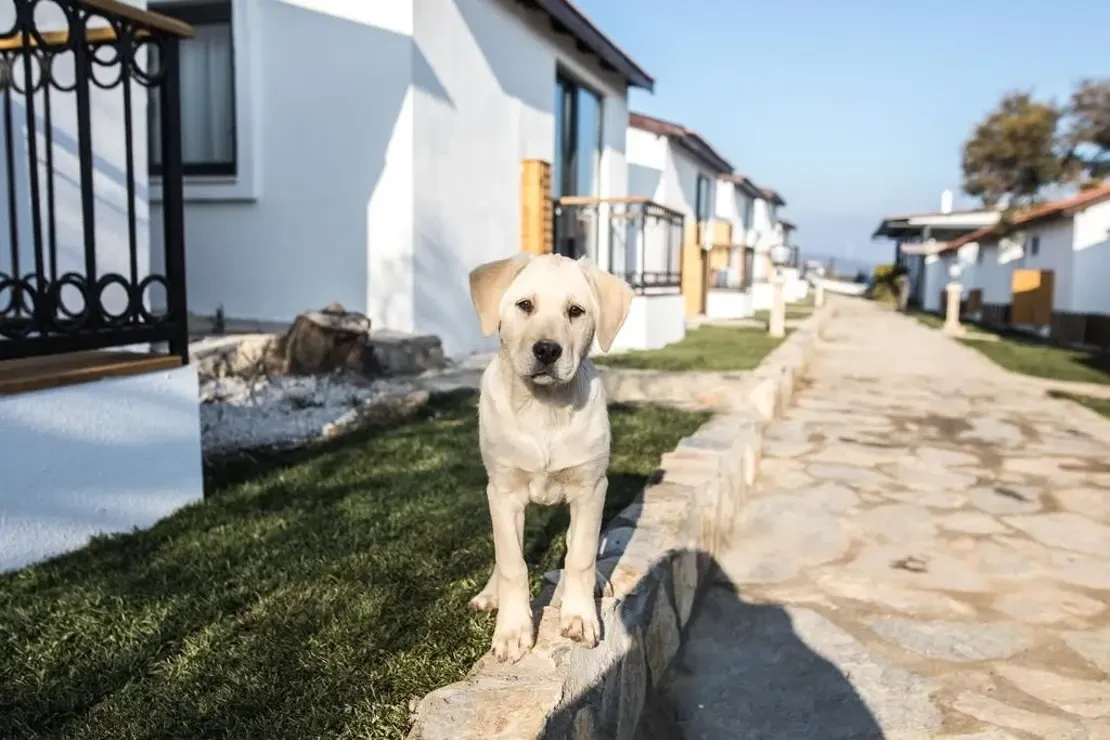 Pet Friendly Evcil Hayvan Otelleri Havuz ve Güneşlenme Terasları