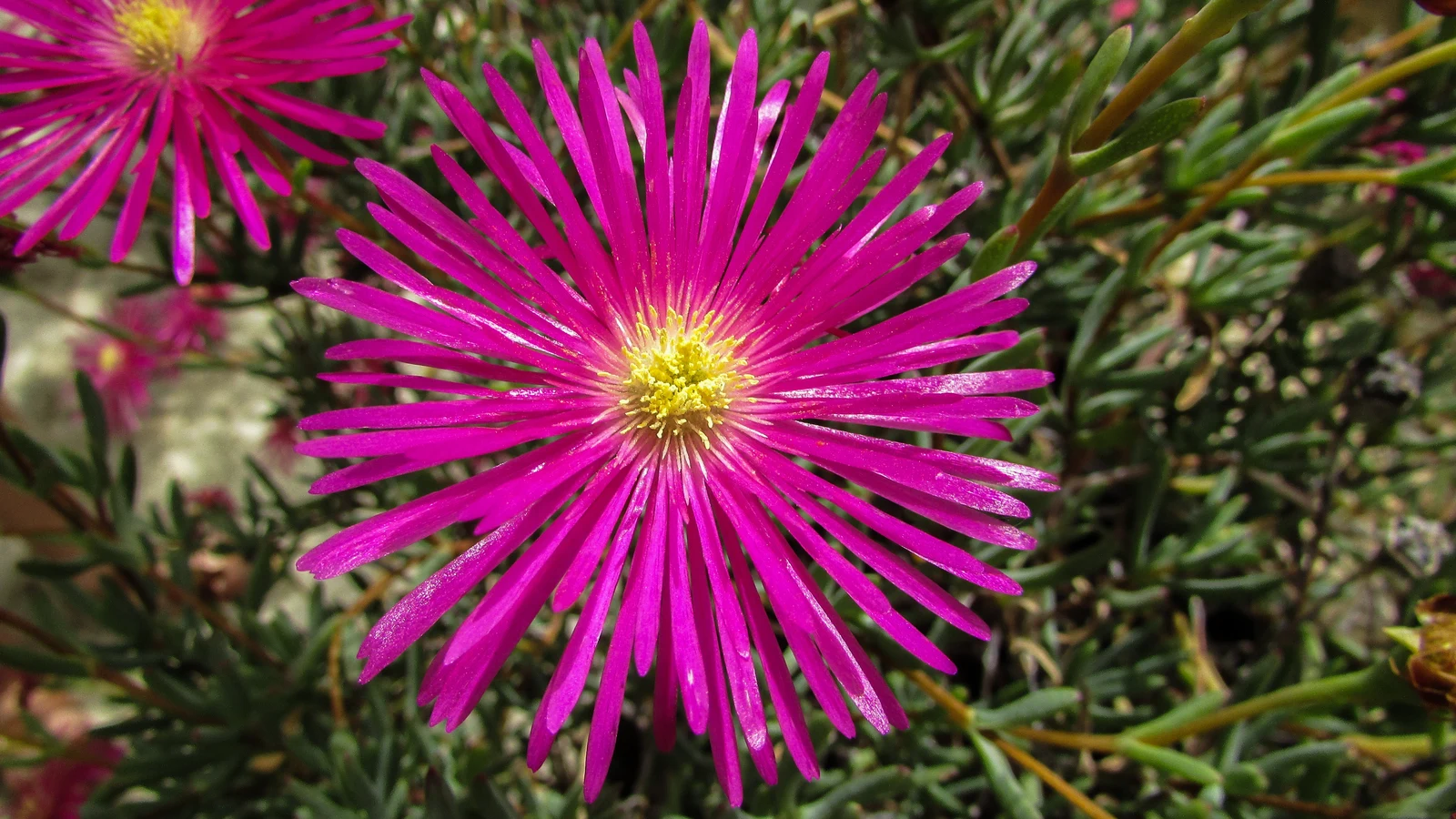 Kıbrıs Herbarium (Endemik Bitki ve Çiçek Müzesi) Alevkayası İç Görsel 1