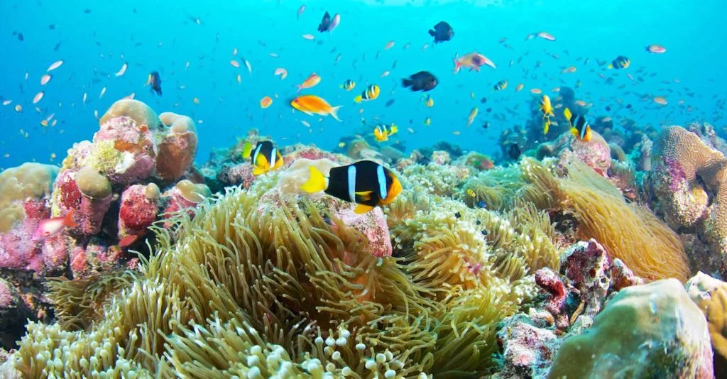 Kıbrıs Şnorkelle Dalış (Snorkeling) İçin En İyi 7 Koy