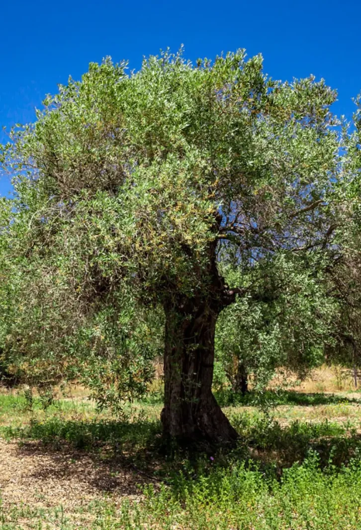 Kuzey Kıbrıs Orman Alanları ve Alevkayası Doğa Anıtları
